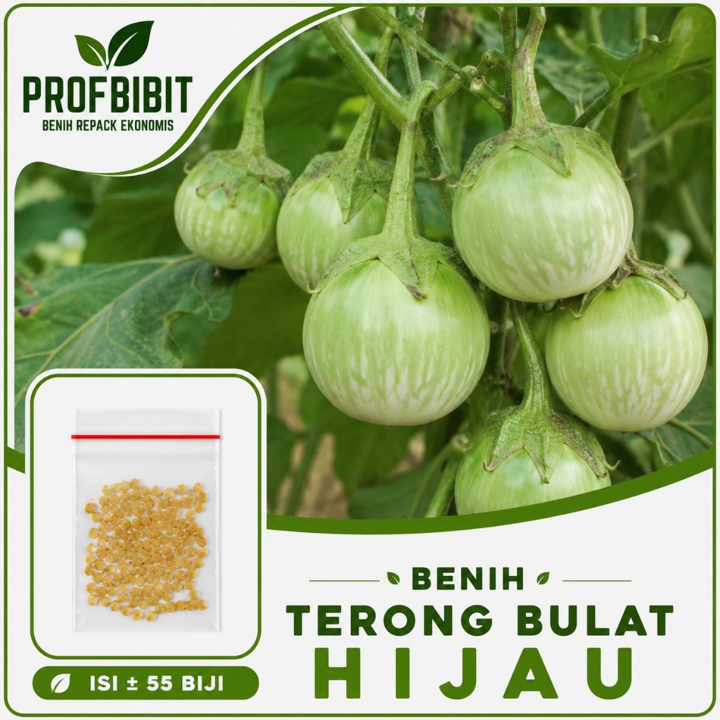 BenihTerong Bulat Hijau Benih TERONG Lalap Hijau - Bibit Sayuran