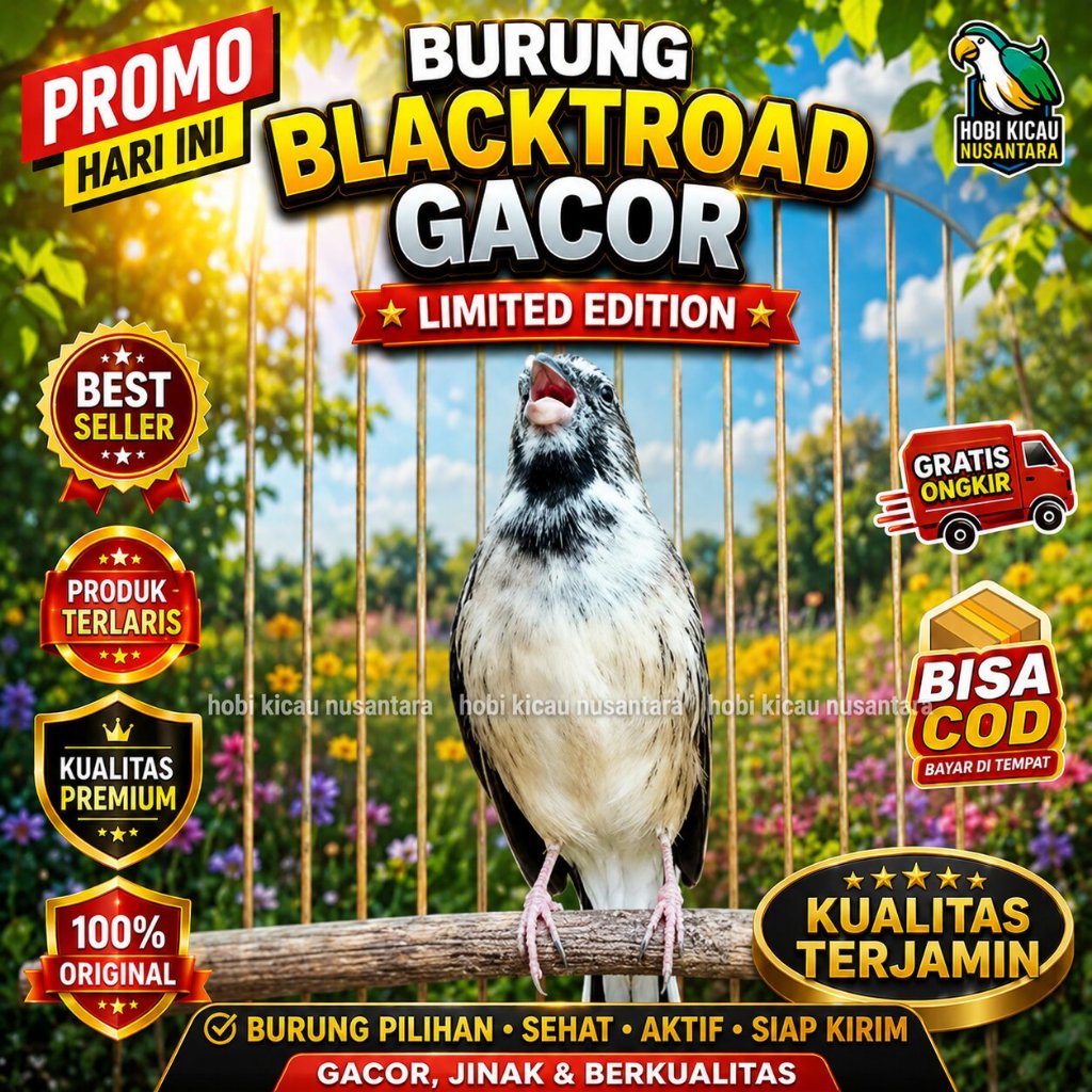 Blackthtroat Jantan Mulus istimewa burung BT blacktroat Blackthroat