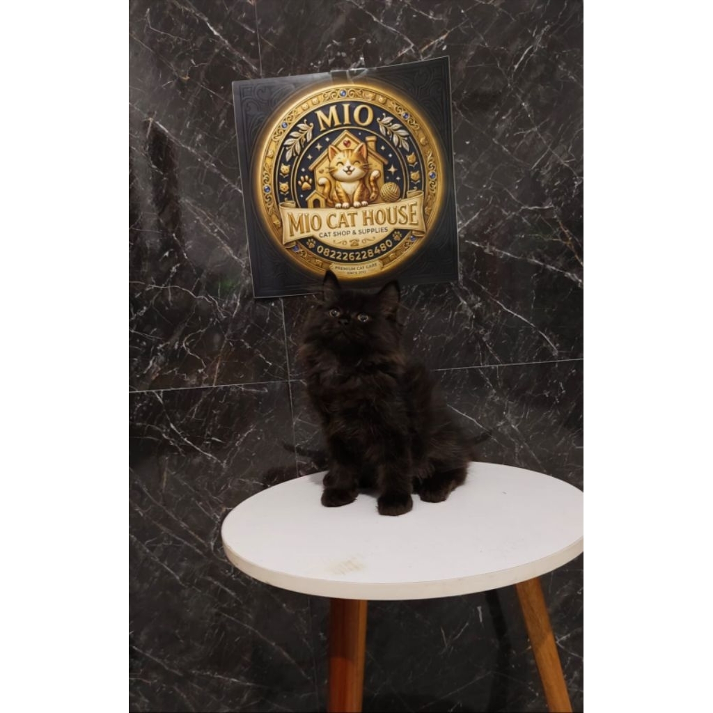 kucing norwegian black