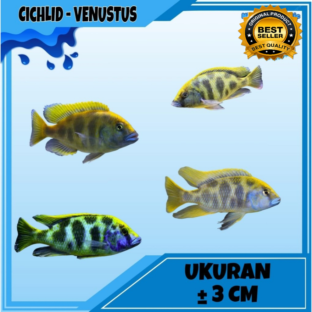 IKAN HIAS VENUSTUS CICHLID AIR TAWAR 3-4 CM UP +_