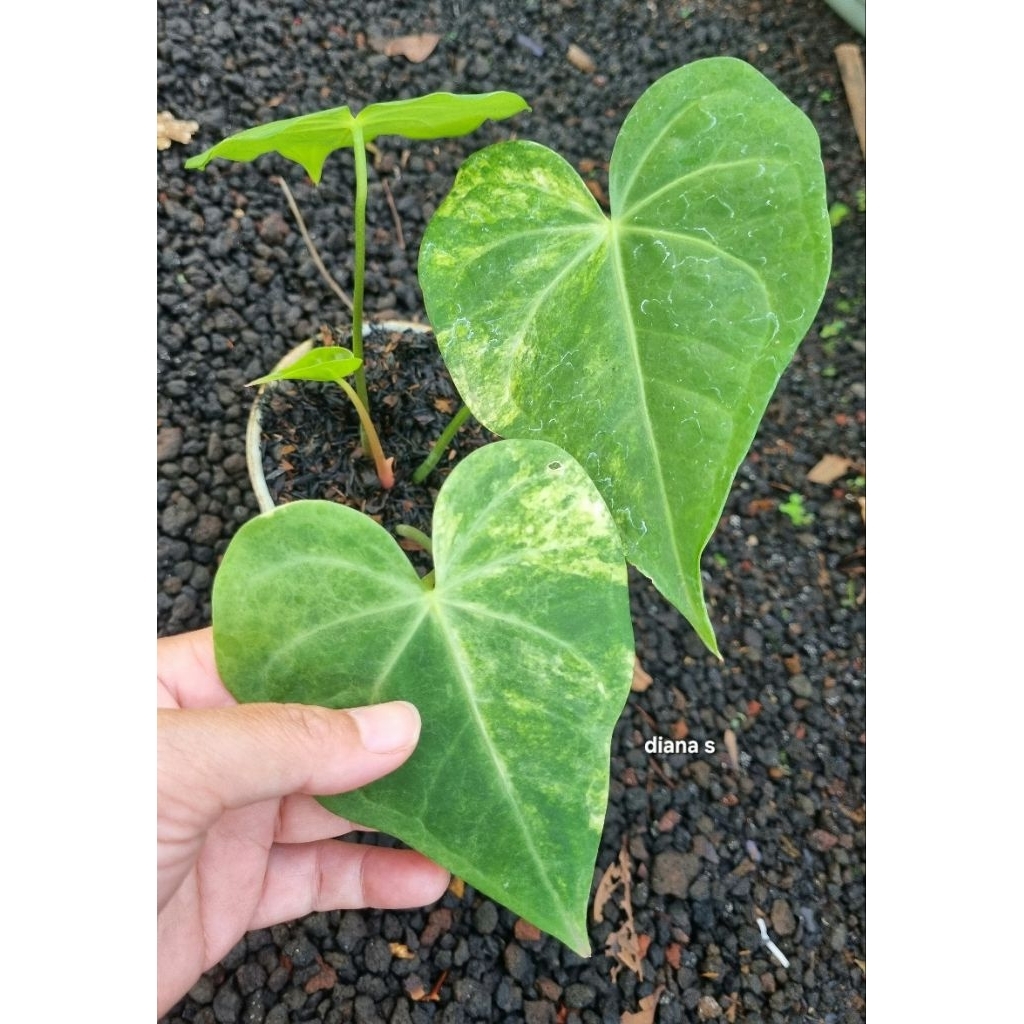 tanaman hias anthurium clarinervium variegata 4daun