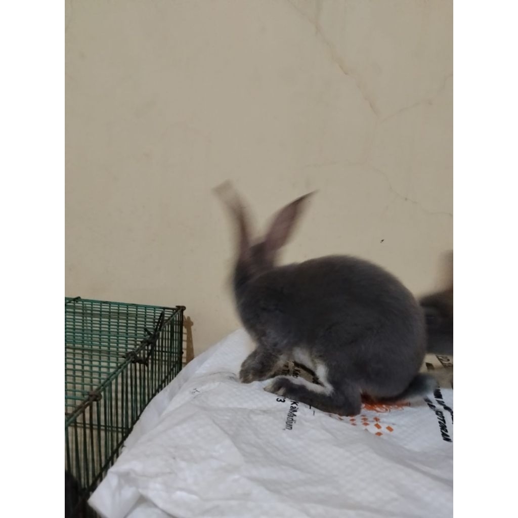 kelinci rex umur 3 bulan