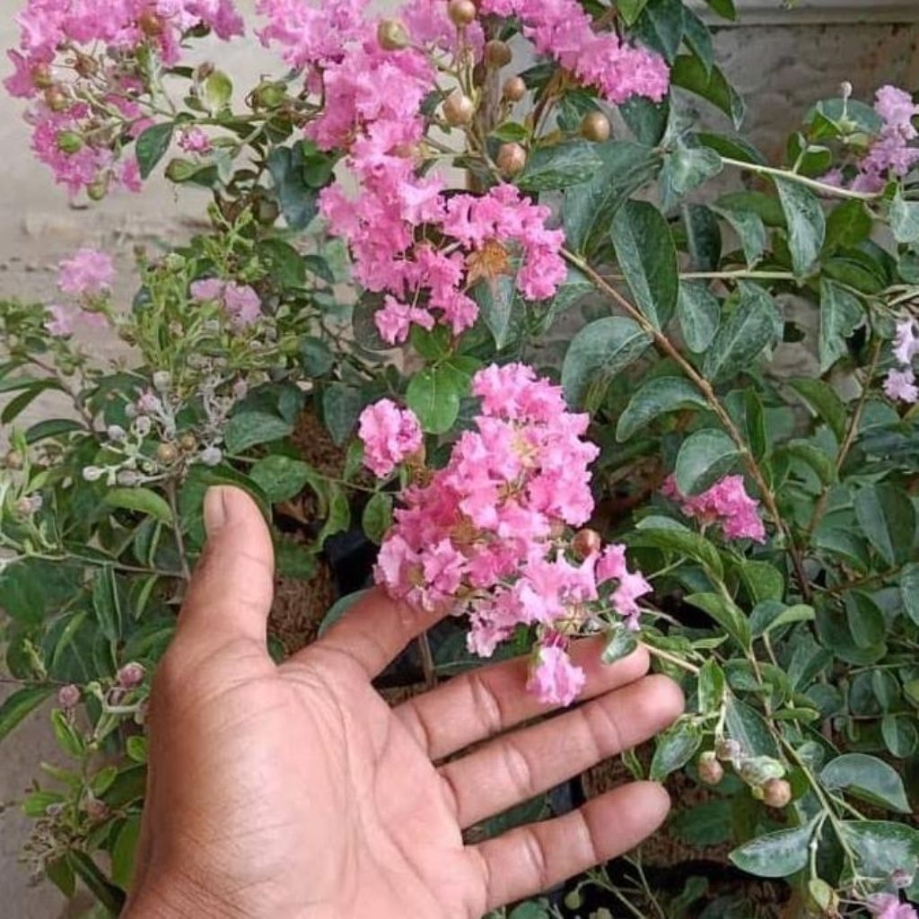 Tanaman Hias Bunga Sakura Pink Bunga Sakura Lokal