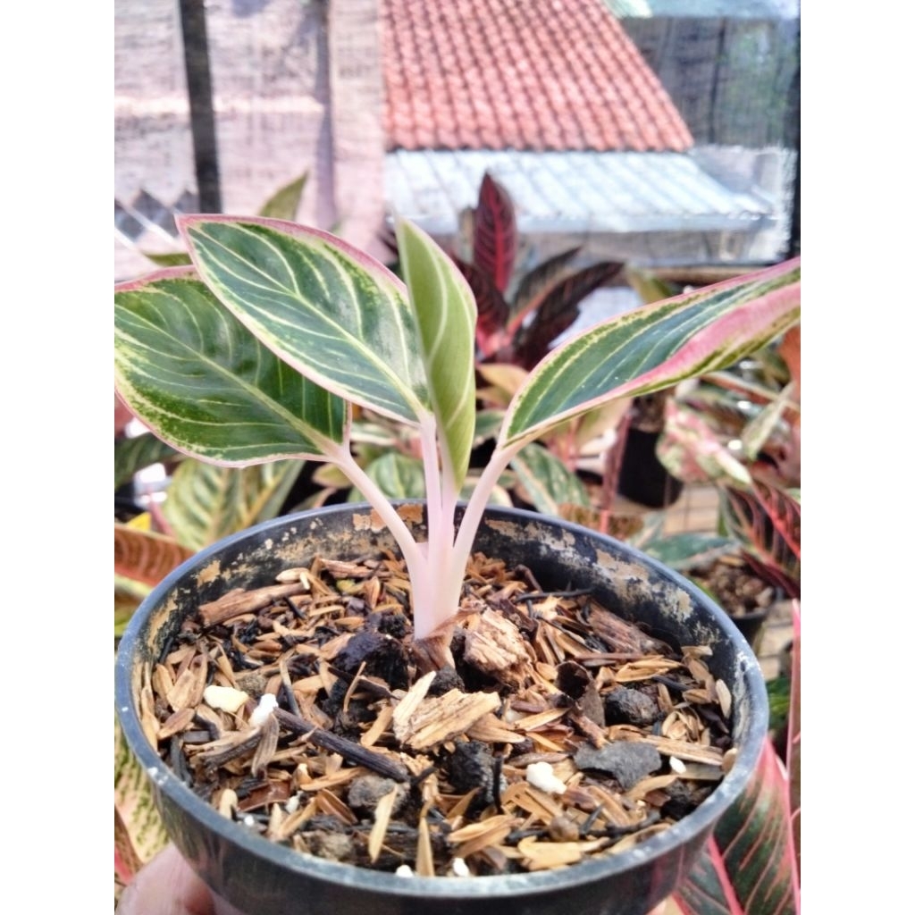 aglonema Minion