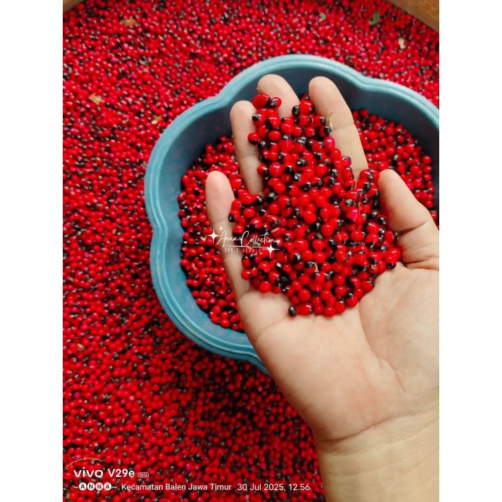 BIJI SAGA RAMBAT(sogok tunteng)100gr