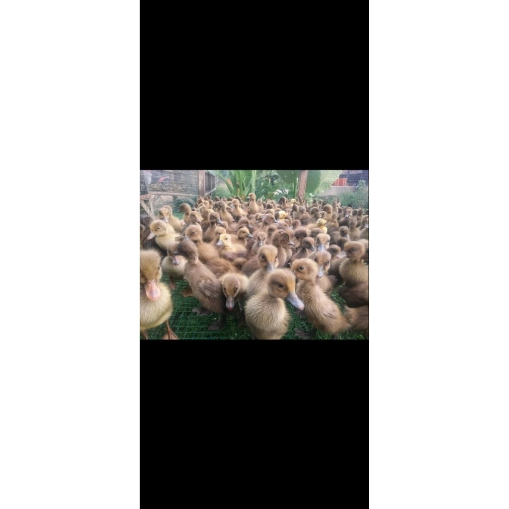Dod Bebek Lokal Jantan Beli Ekor 10 Free Makanan