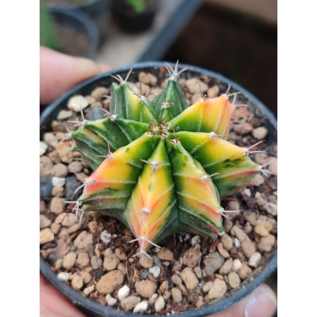 LB hybrid varigata seedling