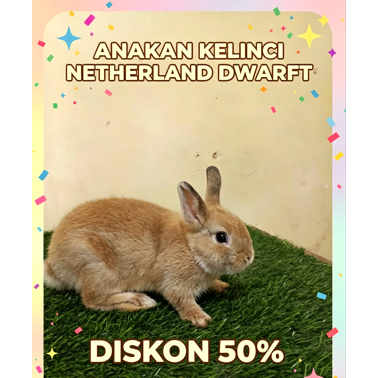 Kelinci Jenis Mini ND