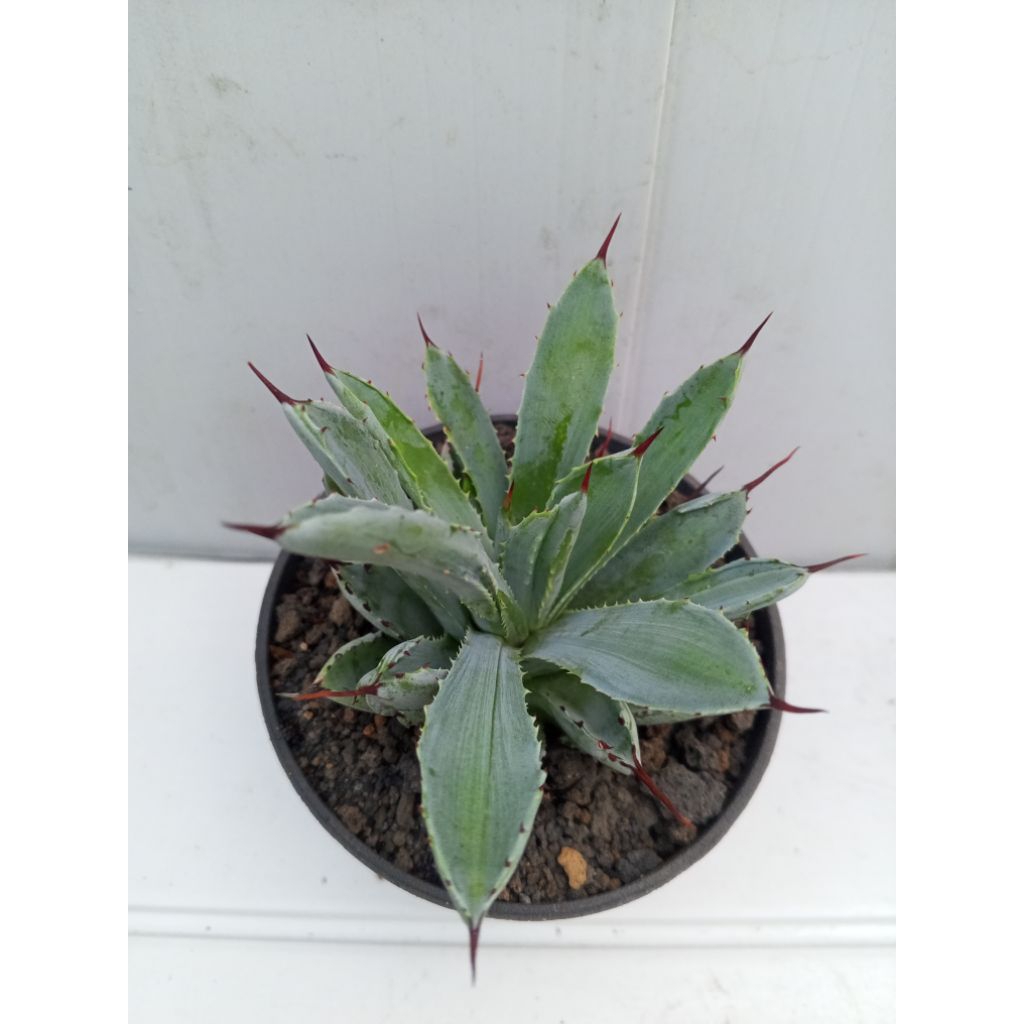 agave potatorum cubic