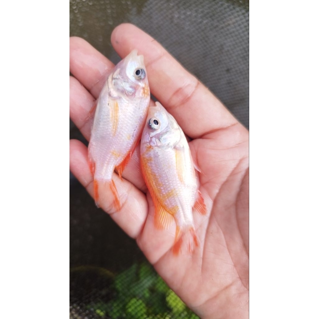 nila-bangkok-hormon