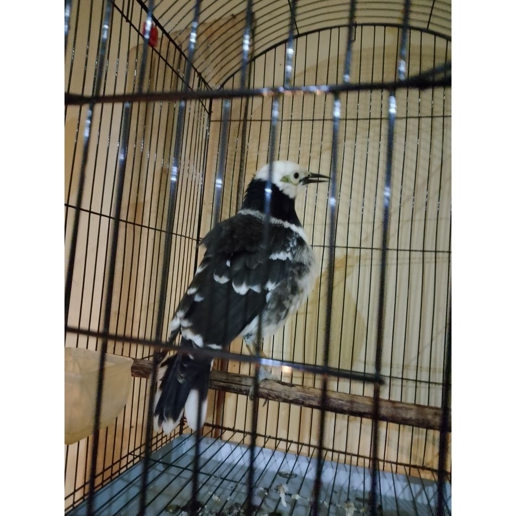 Jalak Hongkong gacoran jinak