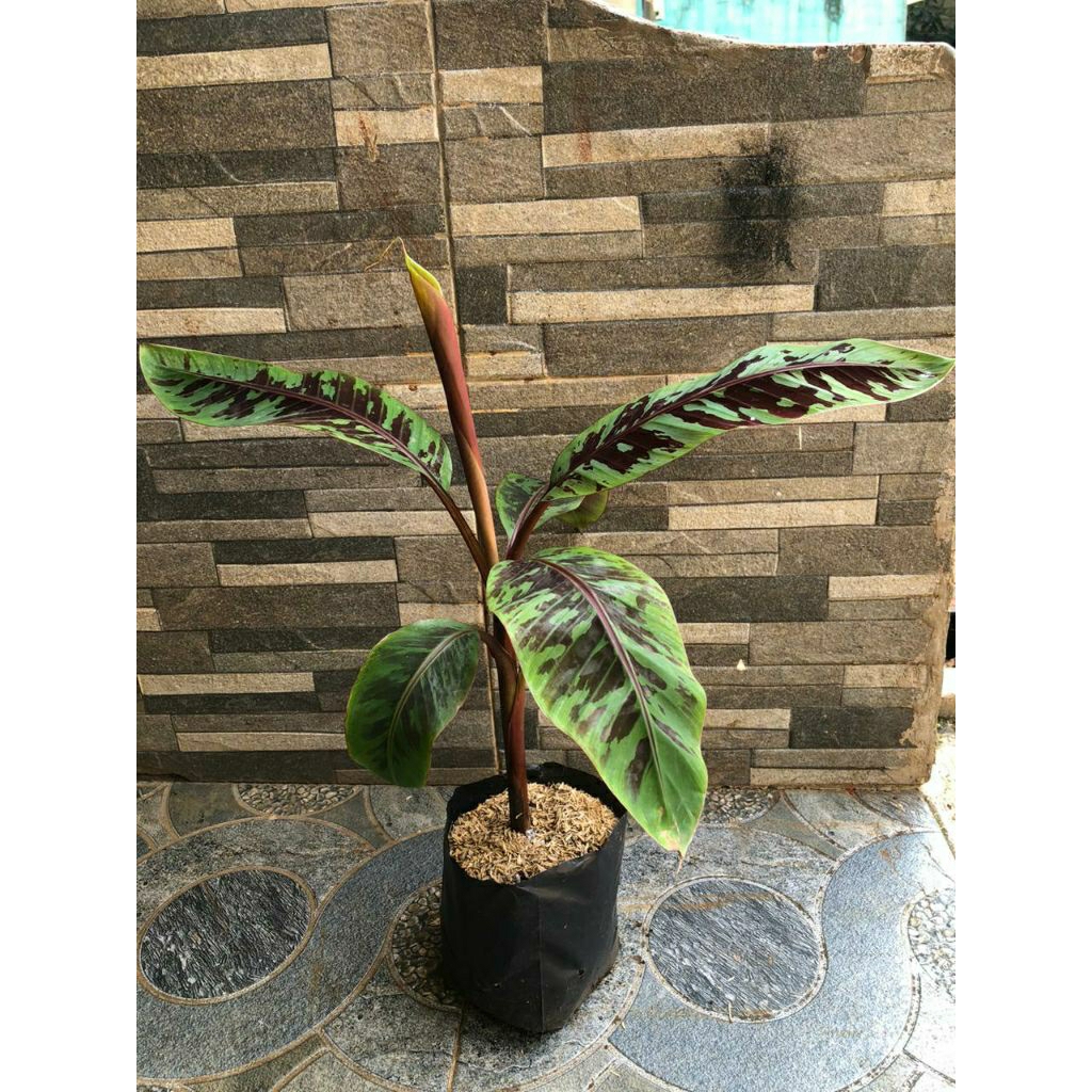 Bibit Pisang Varigata Merah, Banana Blood