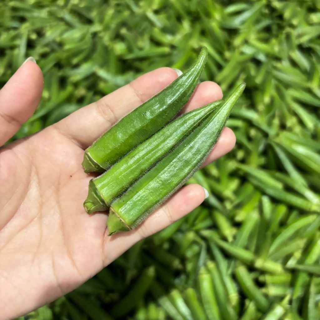 Biji Okra/Benih Okra