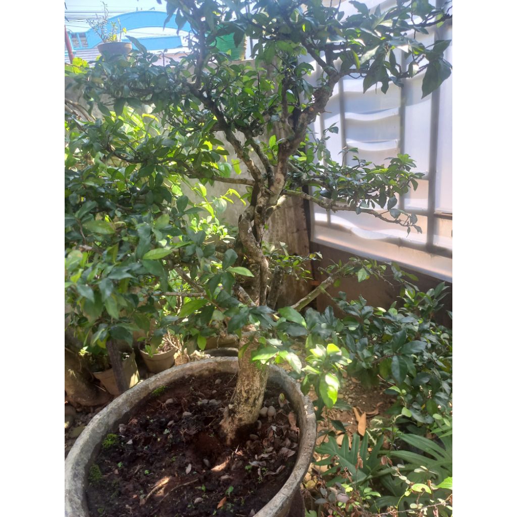 Tanaman Bonsai Serut