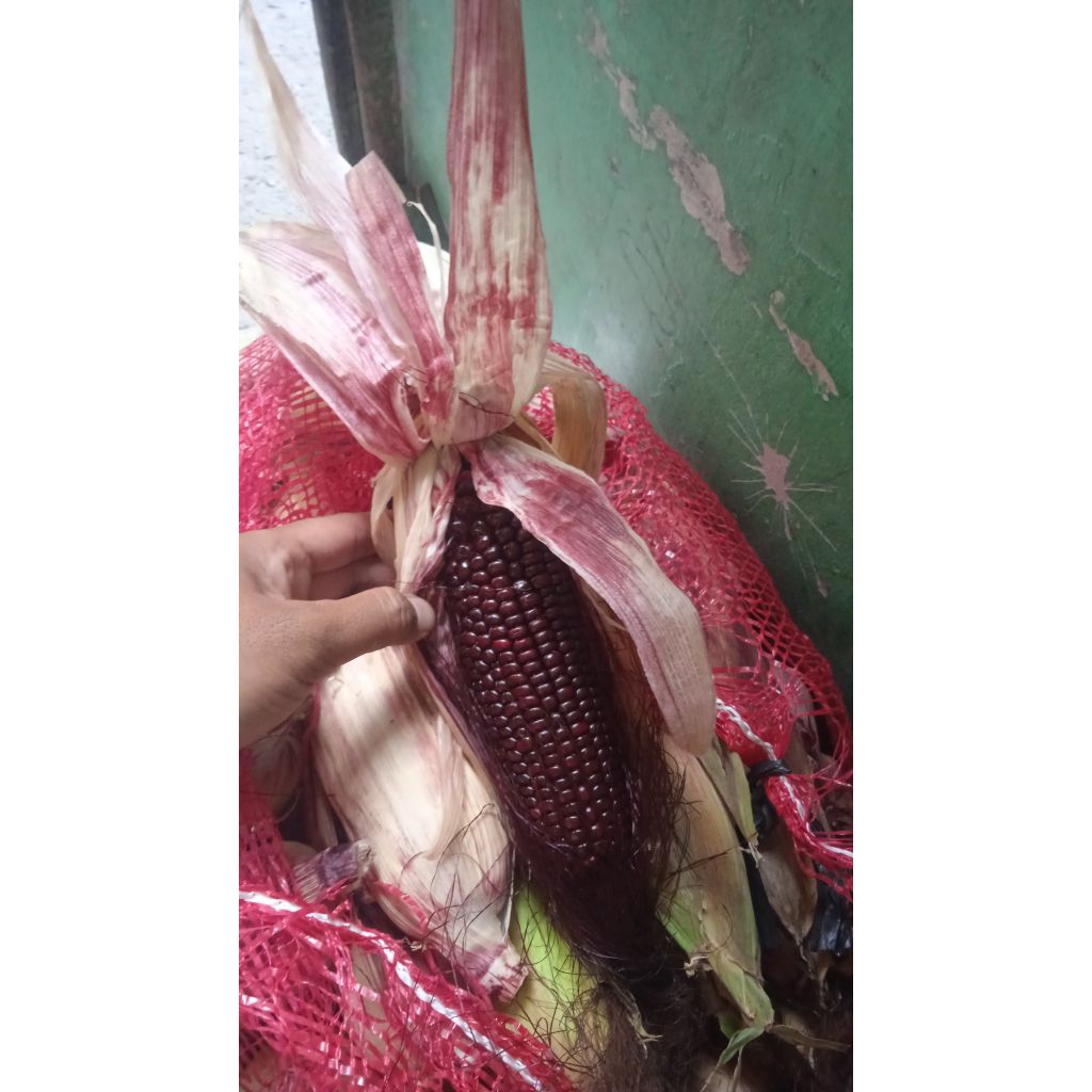 Jagung Ketan Ungu - Antioksidan Tinggi, Rasa Lezat, Tekstur Pulen