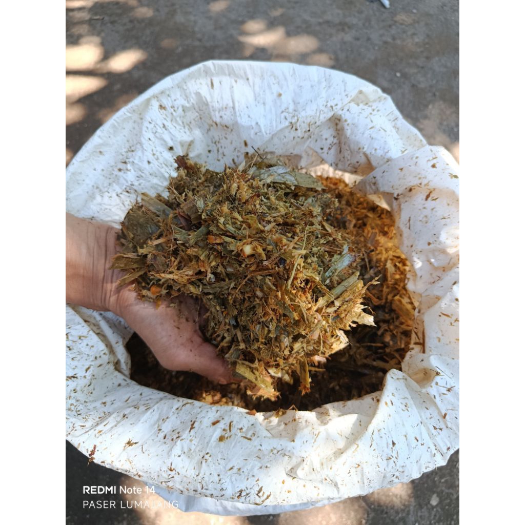 rumput odot silase