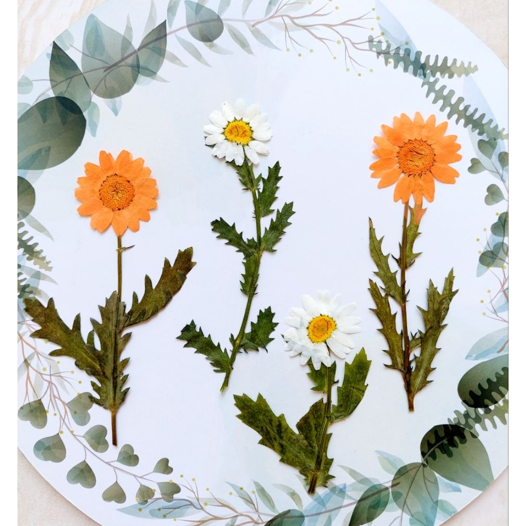 Pressed Daisy with stem - Pressed Daisy - Bunga Daisy kering - Daisy untuk resin - Mahar akrilik - O