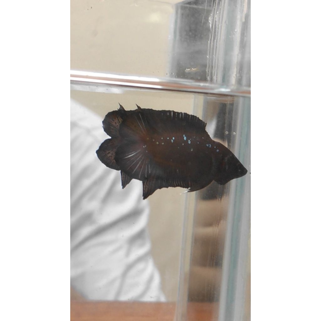 ikan cupang hias plakat double tail batman