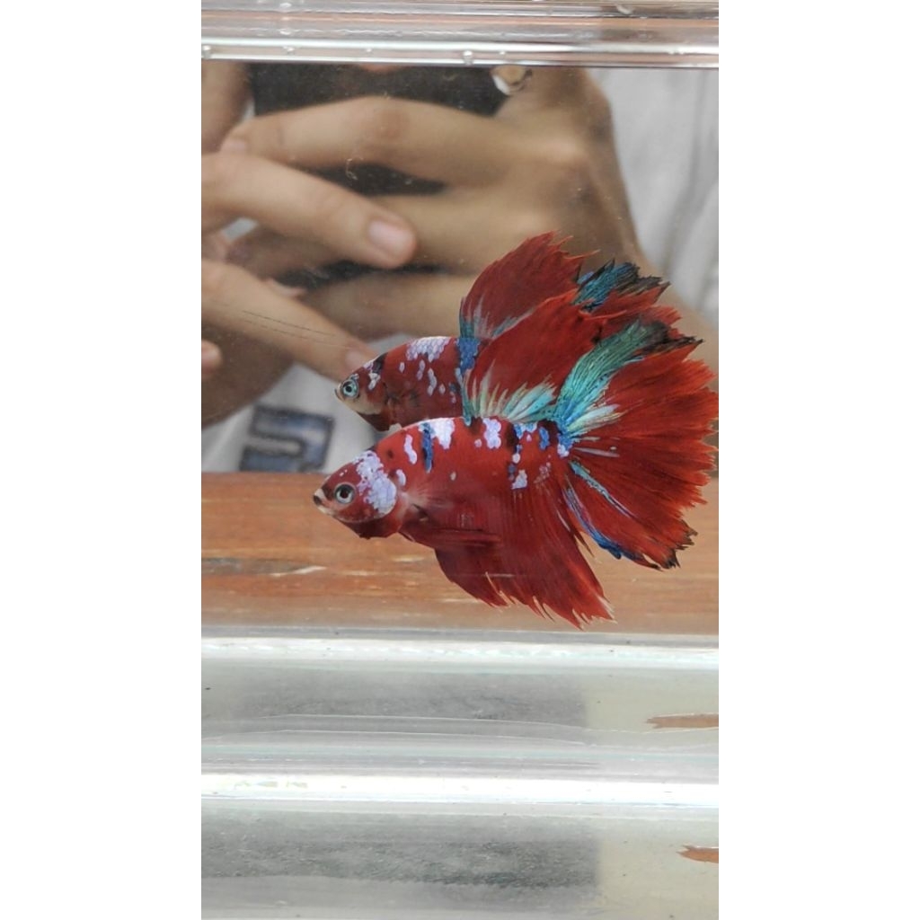 ikan cupang hias halfmoon red koi