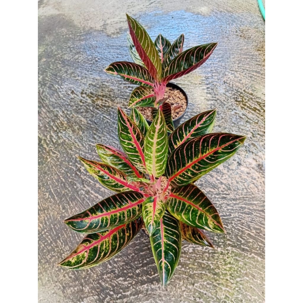 Aglonema Pride Of Sumatra - Warna Merah Menawan,
