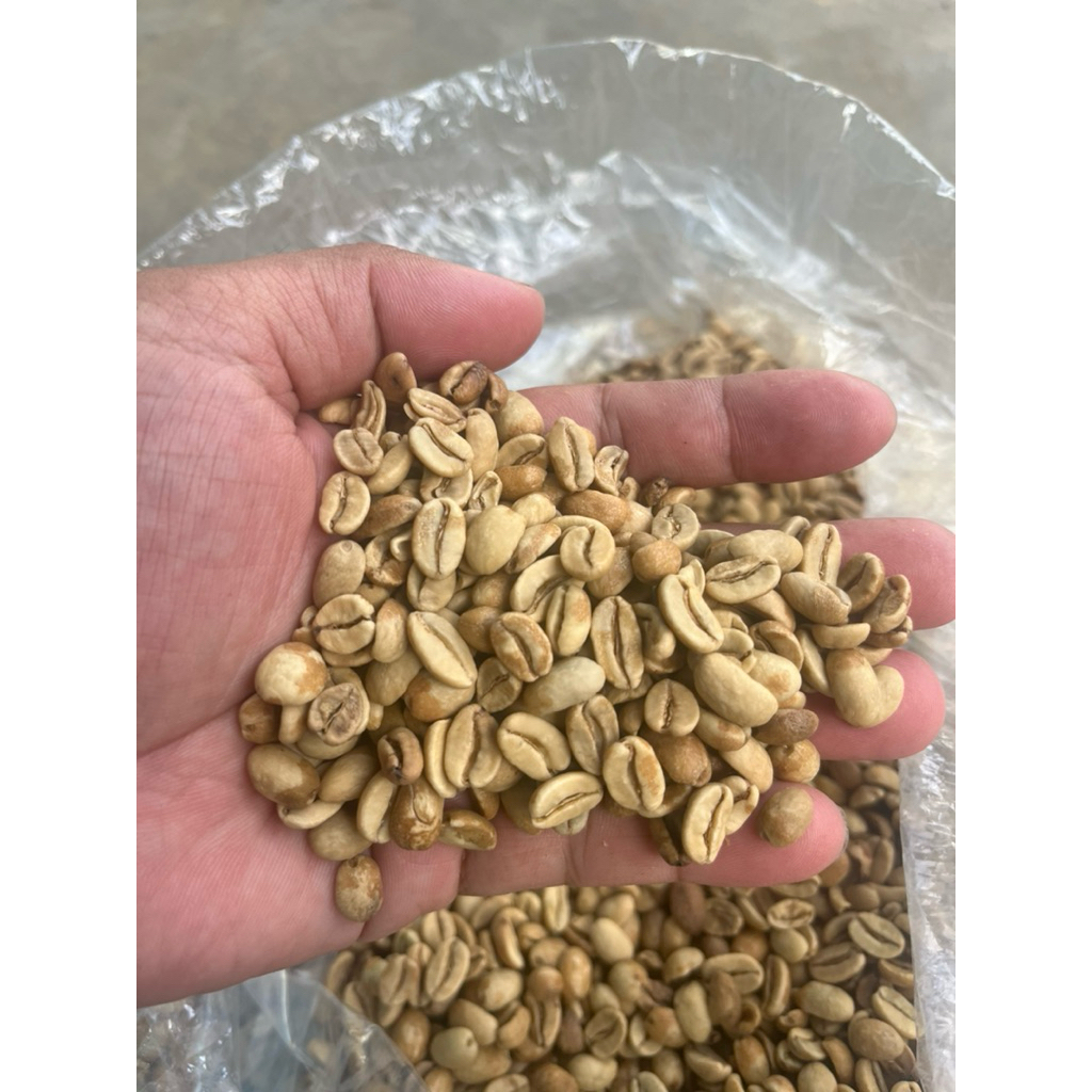 Kopi Gayo Arabica Hijau 1 kg - Fermentasi Wine, Rasa Fruity, Medium Body
