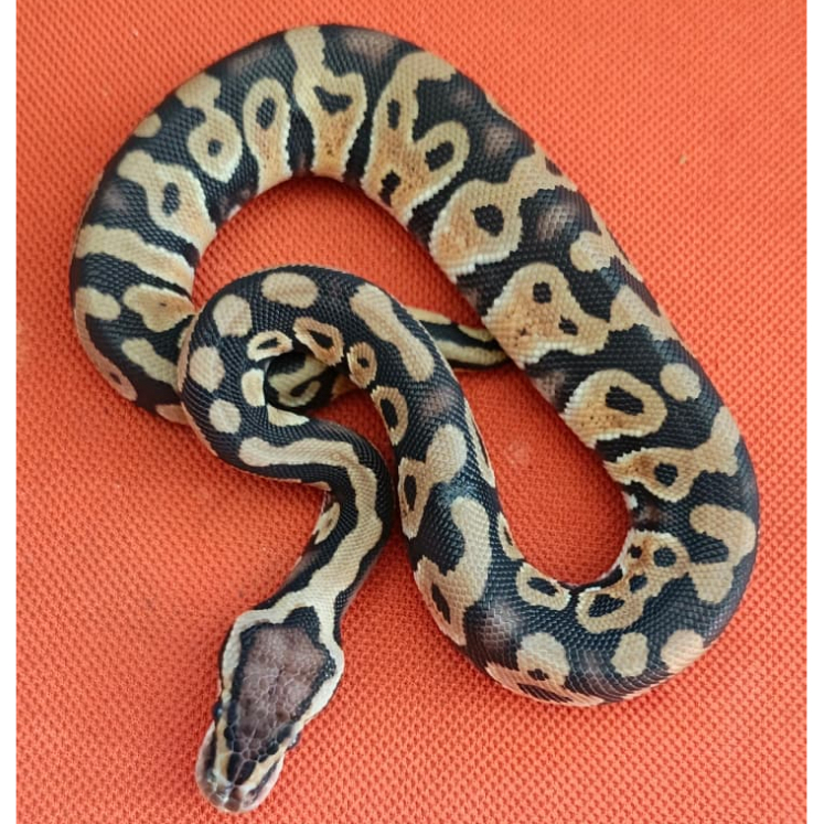 Ballpython - Pastel het Clown ph Lavender