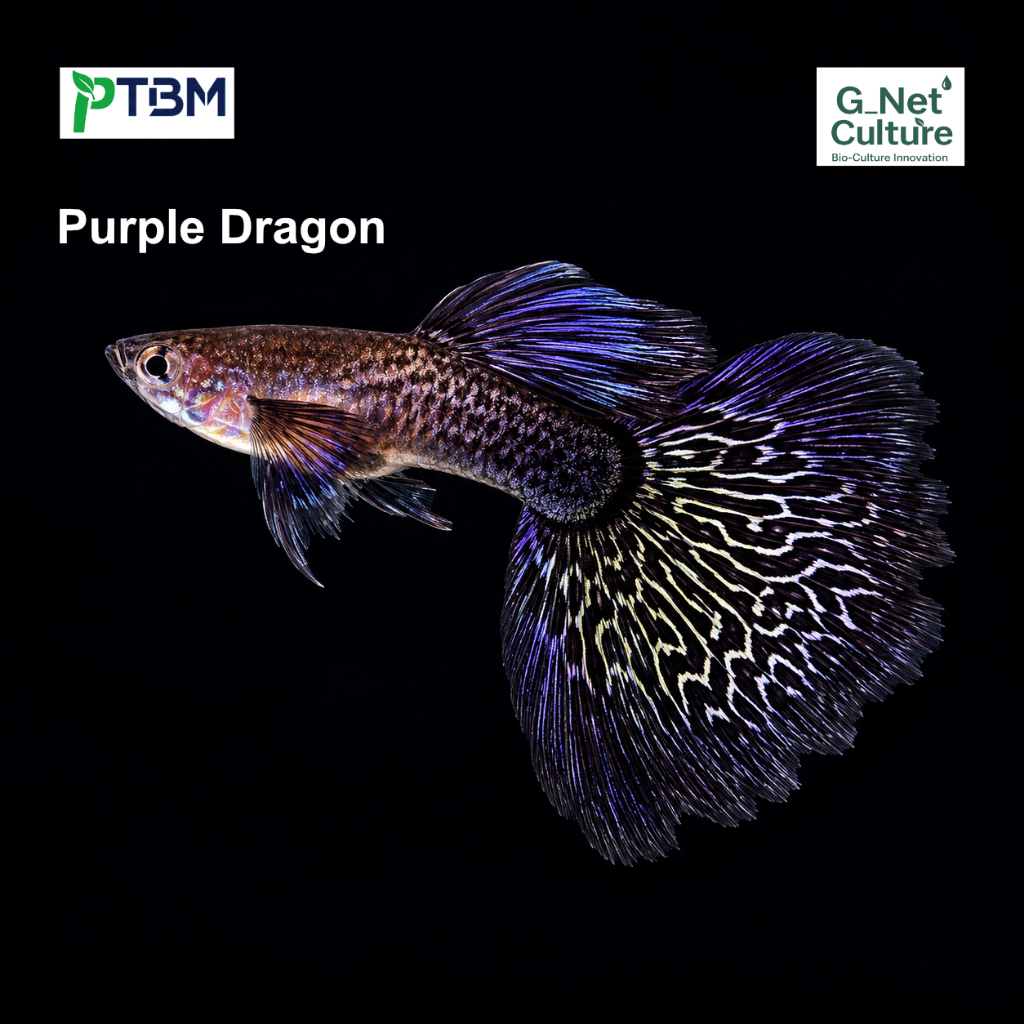 Ikan Guppy Purple Dragon | Jantan