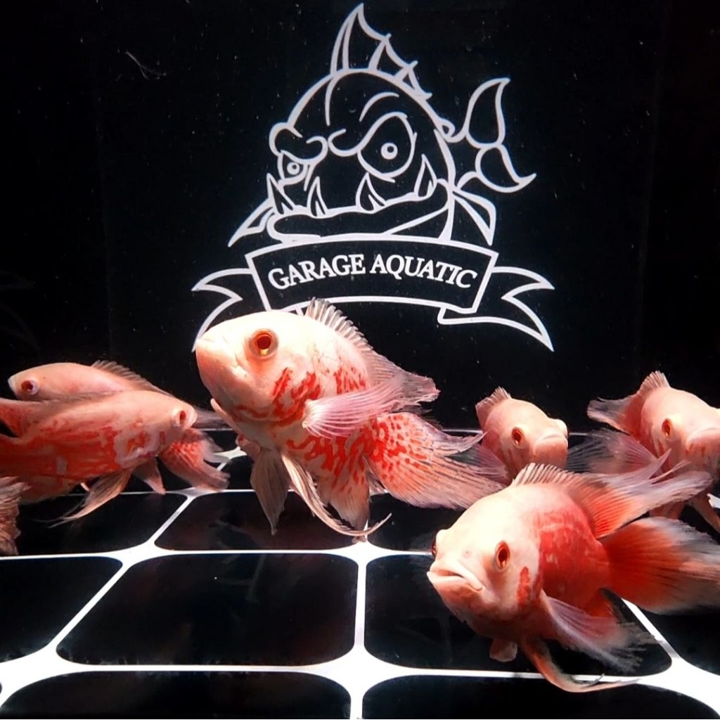 (INSTANT) OSCAR PARIS NEMO SLAYER IKAN HIAS PREDATOR AQUARIUM KOLAM