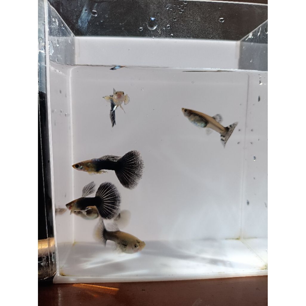 Guppy Blue moscow harga murah kualitas berkelas