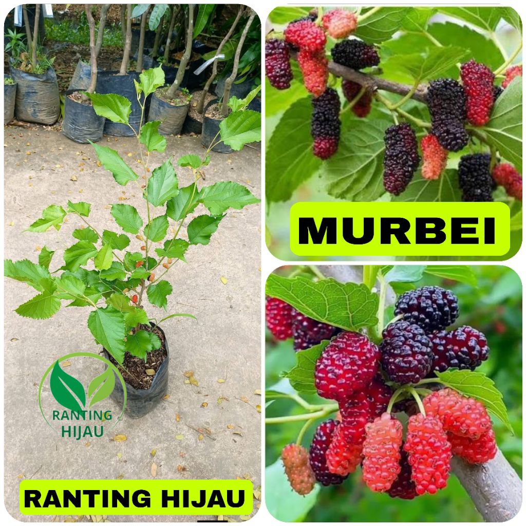 BIBIT BUAH  MURBEY MURBEI MULBERRY CANGKOK