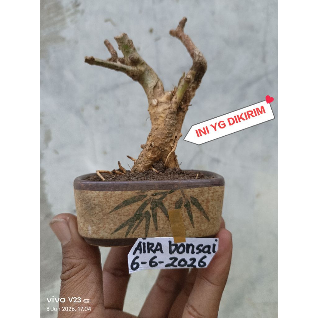 bahan bonsai delima batu
