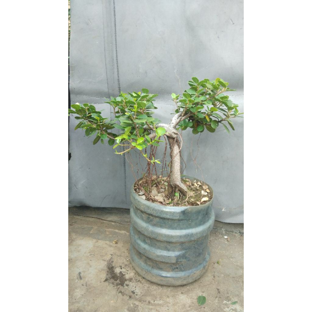 Bonsai Pohon Beringin Dolar