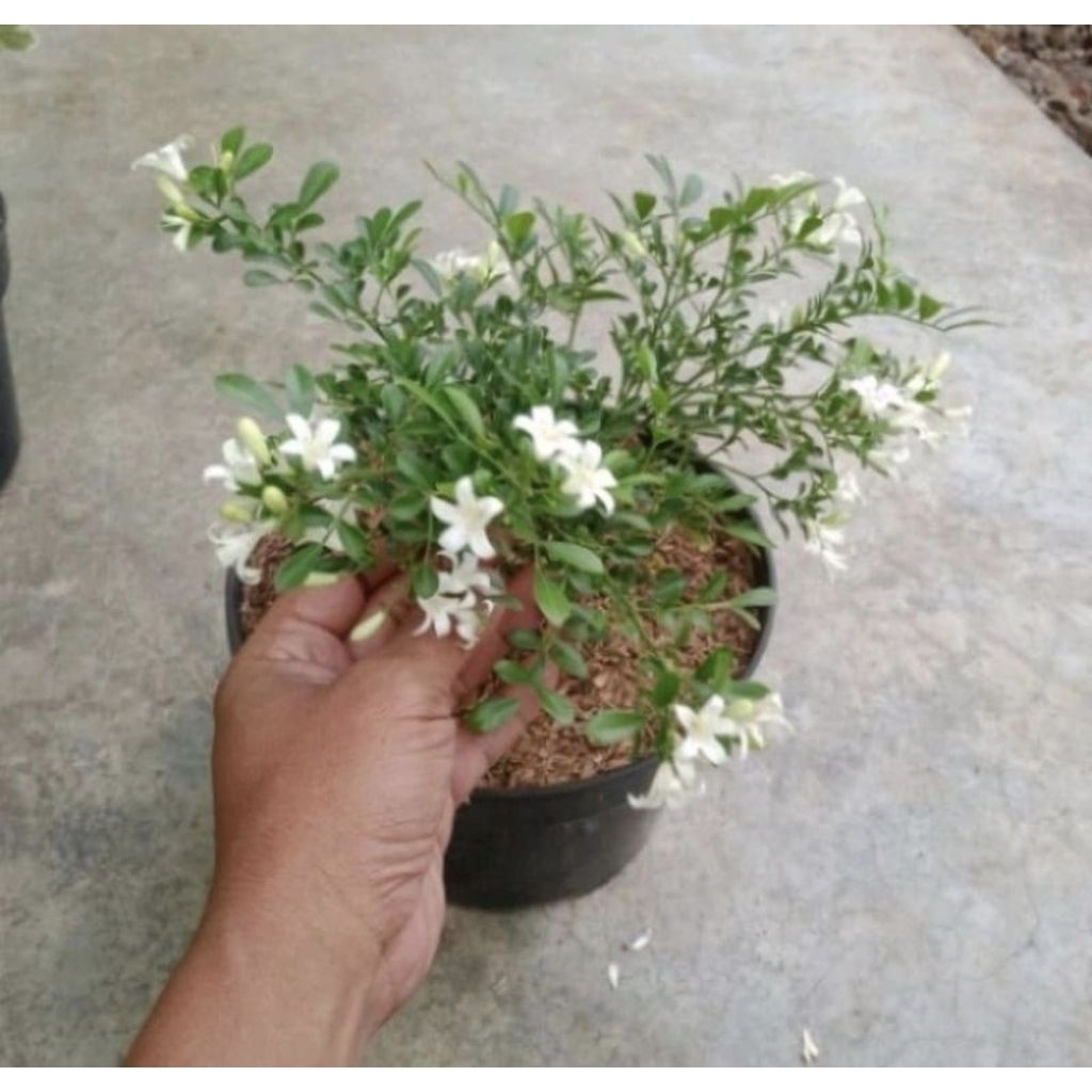 Pohon Kemuning Micro Bunga Putih Wangi Tanaman Bahan Bonsai Kemuning Mini