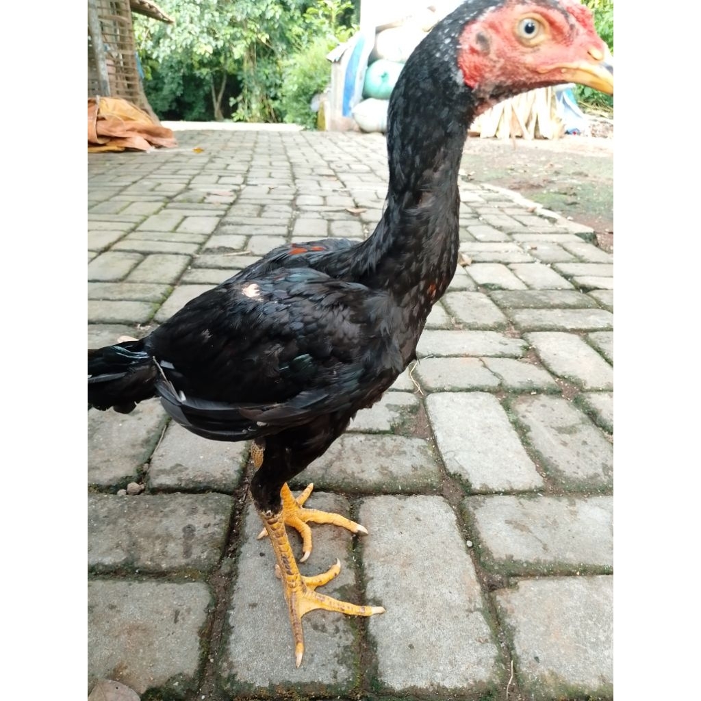 ayam jenis pakhoy x ganoi. di jamin brakot dan drambend.