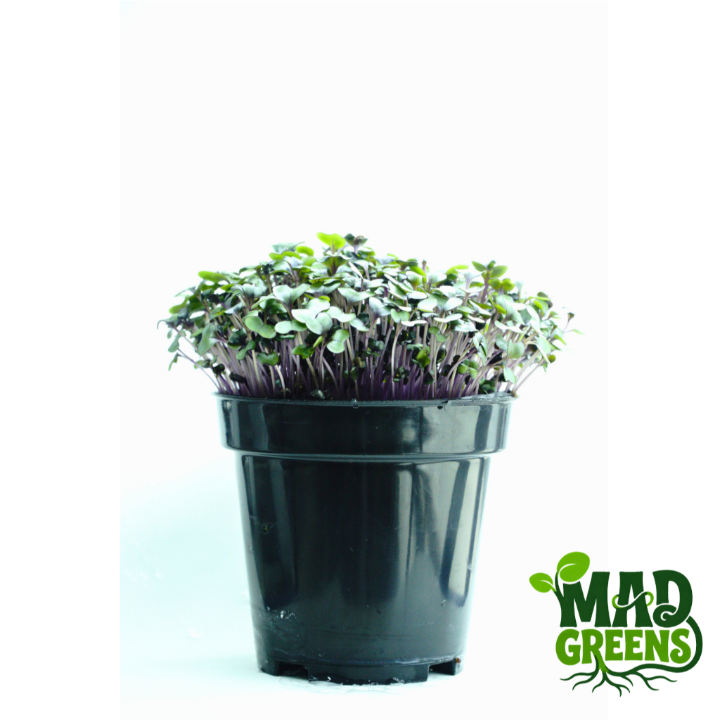 MADGreens - Microgreens Red Cabbage Potted - Salad Microgreens - Fresh