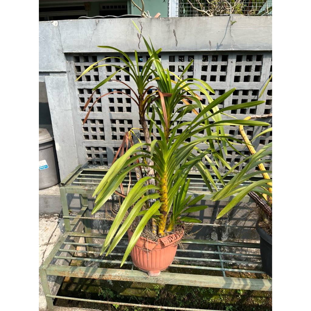anggrek tebu