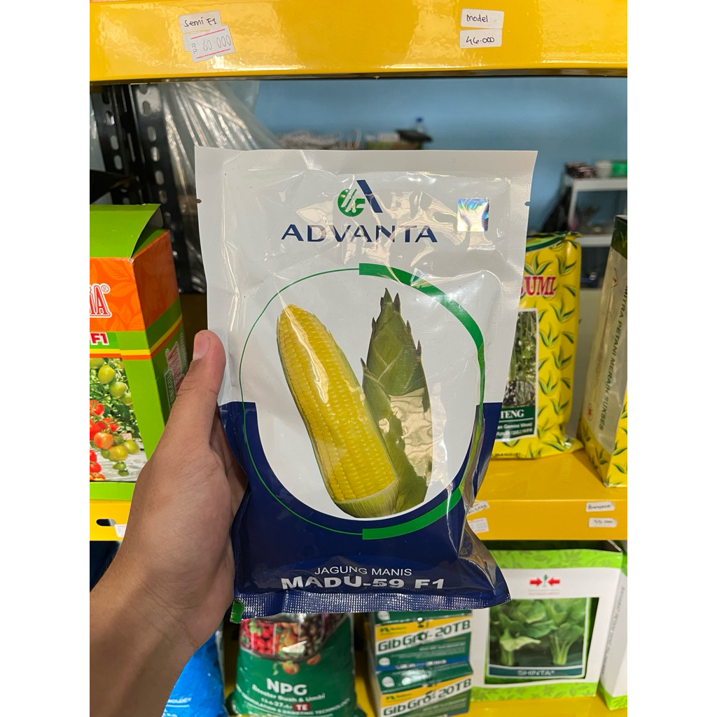 Benih Jagung Manis Benih Jagung Manis Madu 59 F1