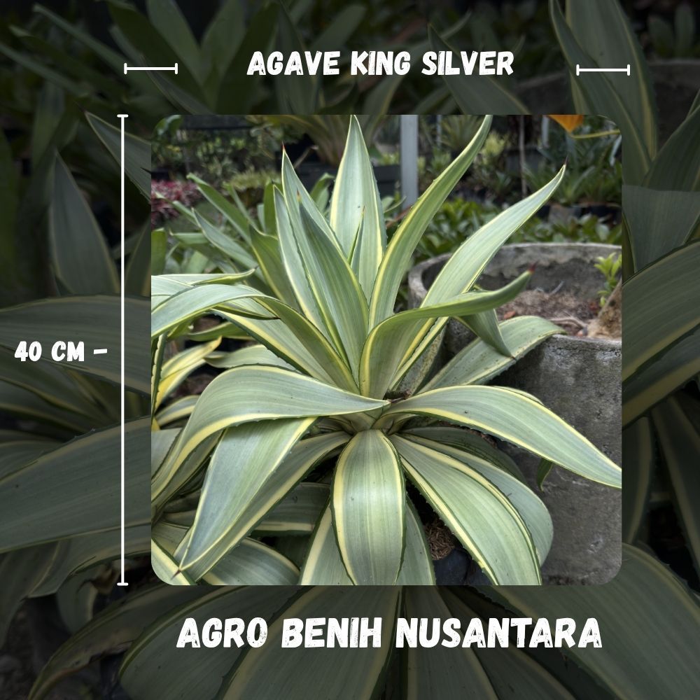 Tanaman Hias Agave King Silver Blue Bari Silver Mudah Dijaga Indoor Outdoor