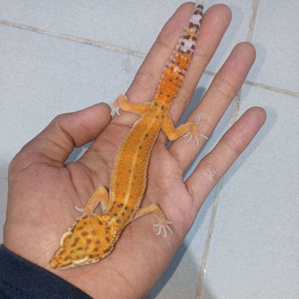 Mainan tokek Gecko