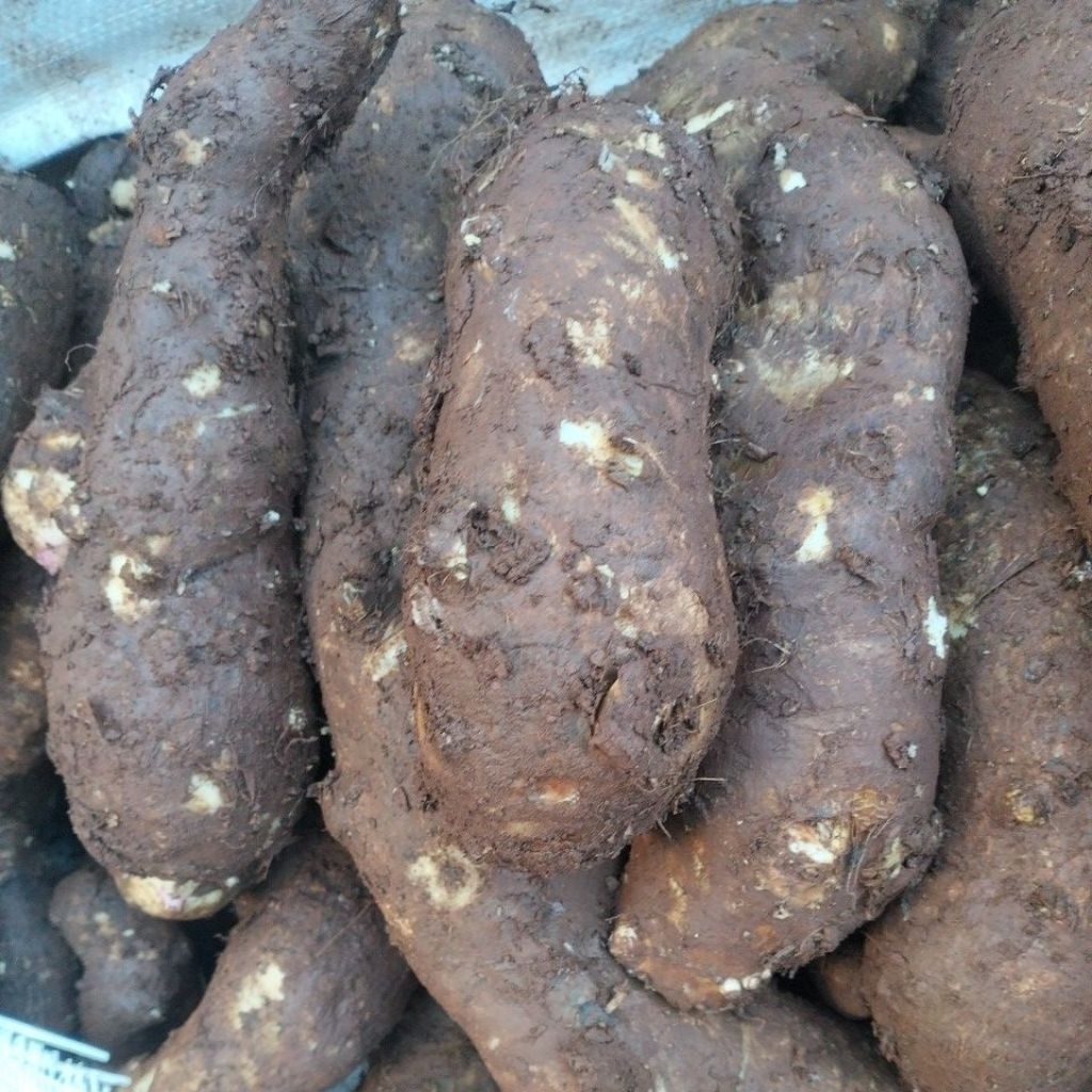 UBI TALAS