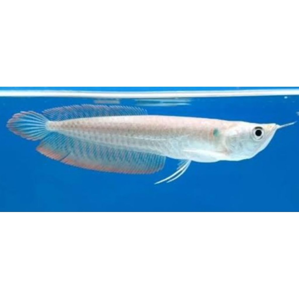 Hiasan Akuarium Ikan Arwana Silver Brazil -+20cm