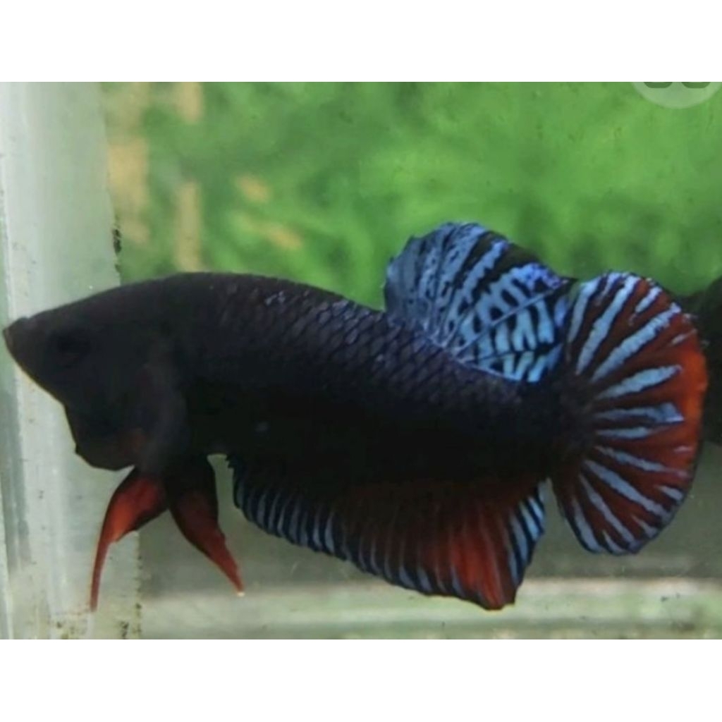 IKAN CUPANG KATONG MDS(MEDAN SUPER)size m/m+