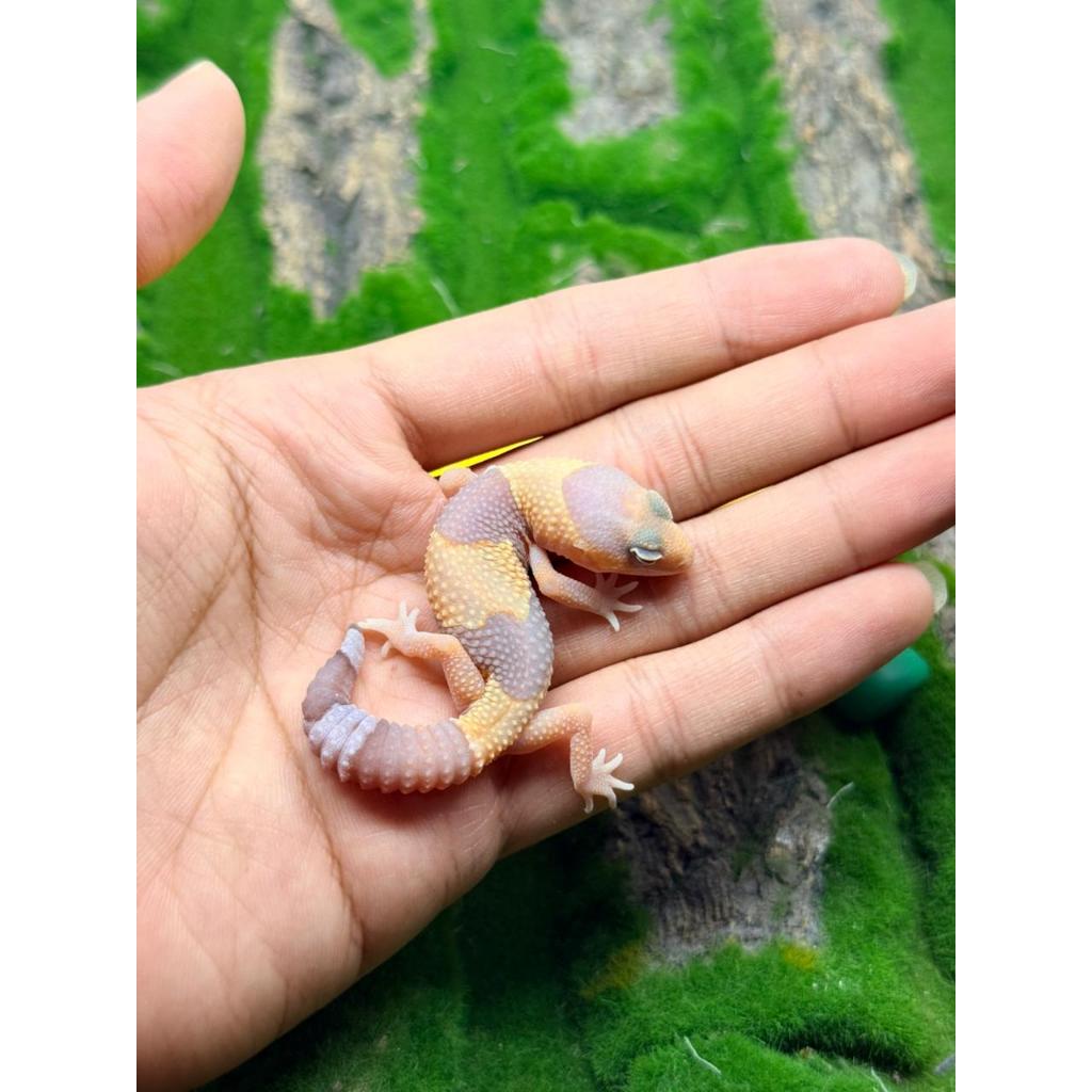 Harga african fat tail gecko Terbaru Jun 2026 | BigGo Indonesia