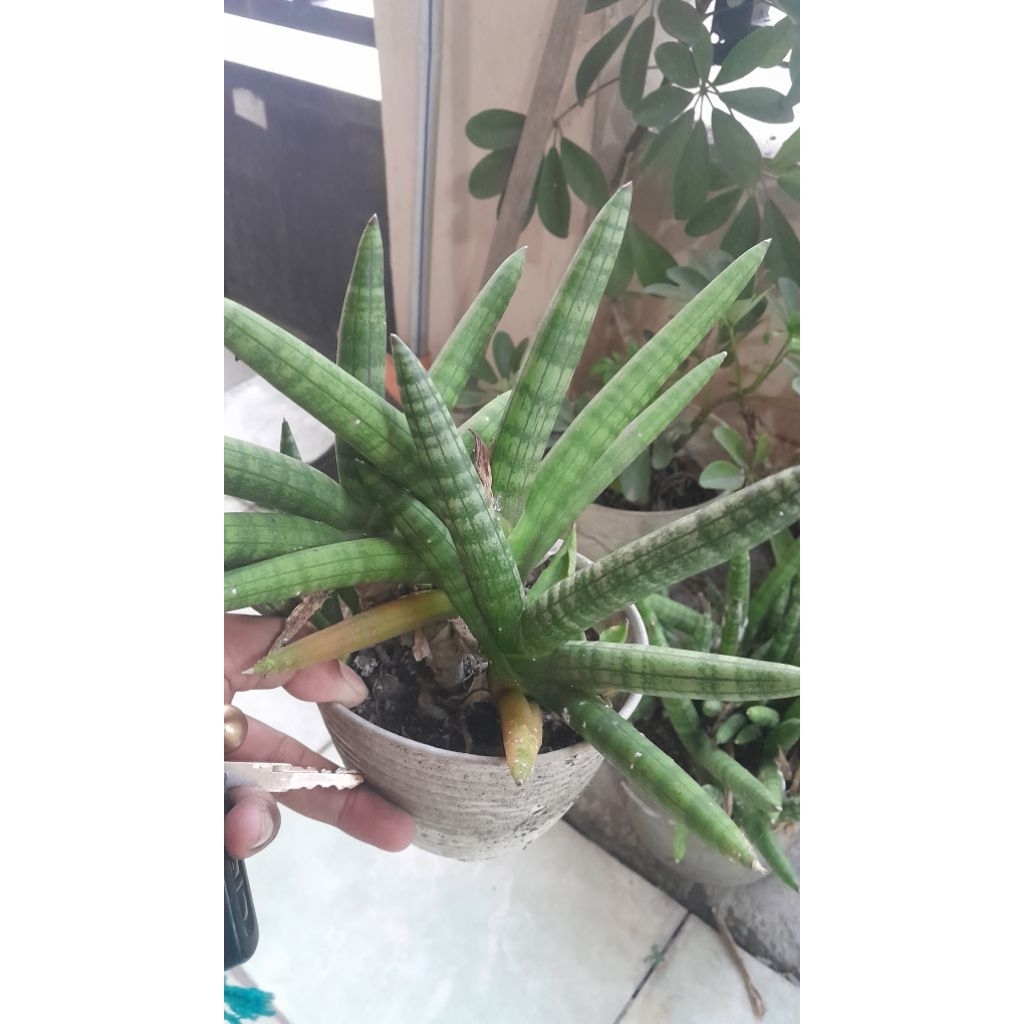 Tanaman Hias Sansivera Boncel Mini