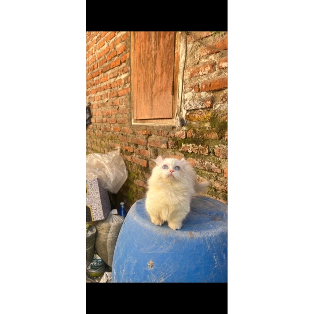 kucing Munchkin kinkalaw yg lucu dan menggemaskan