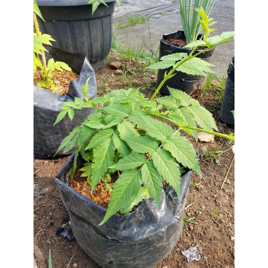 bibit tanaman buah raspberry / bibit raspberry / tanaman raspberry siap berbuah