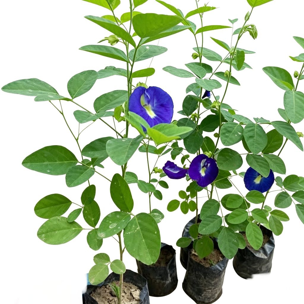 tanaman merambat bunga ungu/clitoria