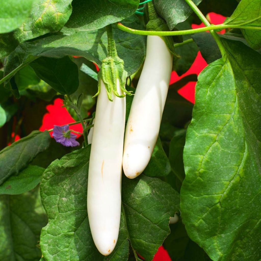 ( 10 Butir ) Benih Biji Terong Putih | Terong Putih Panjang | UKILEAF