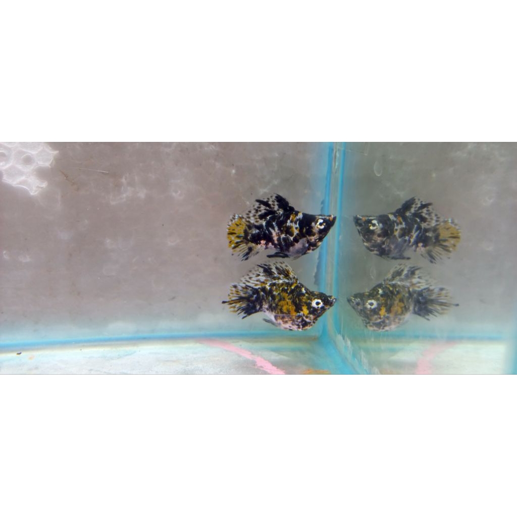 Ikan molly calico jumbo jantan