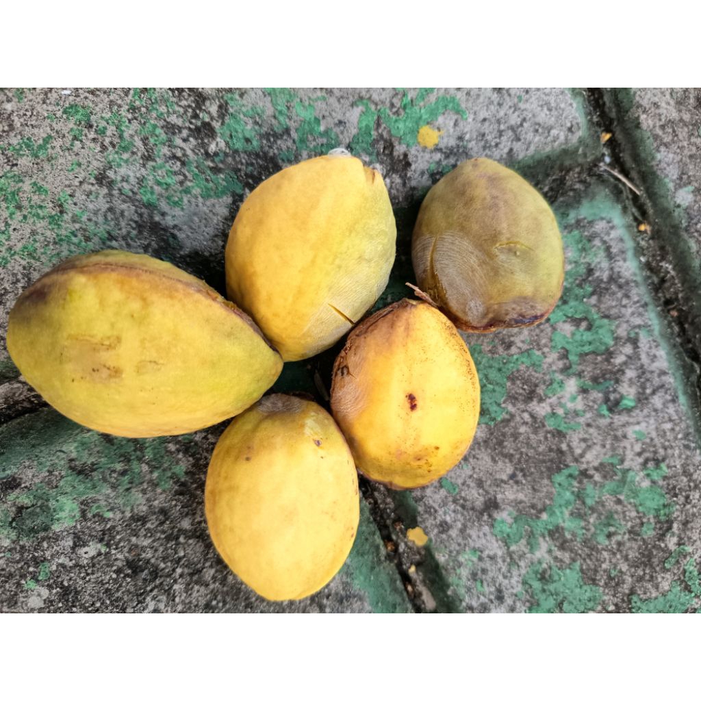 BUAH KETAPANG